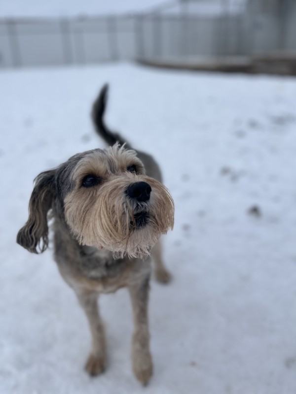 pet care goshen id