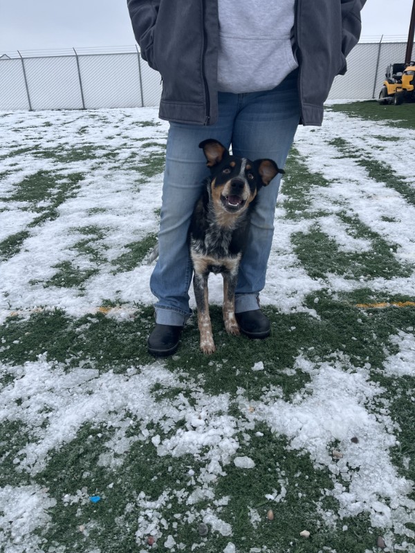 pet boarding near Taylorville ID