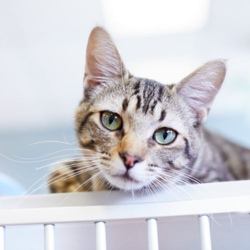 cat boarding Goshen ID