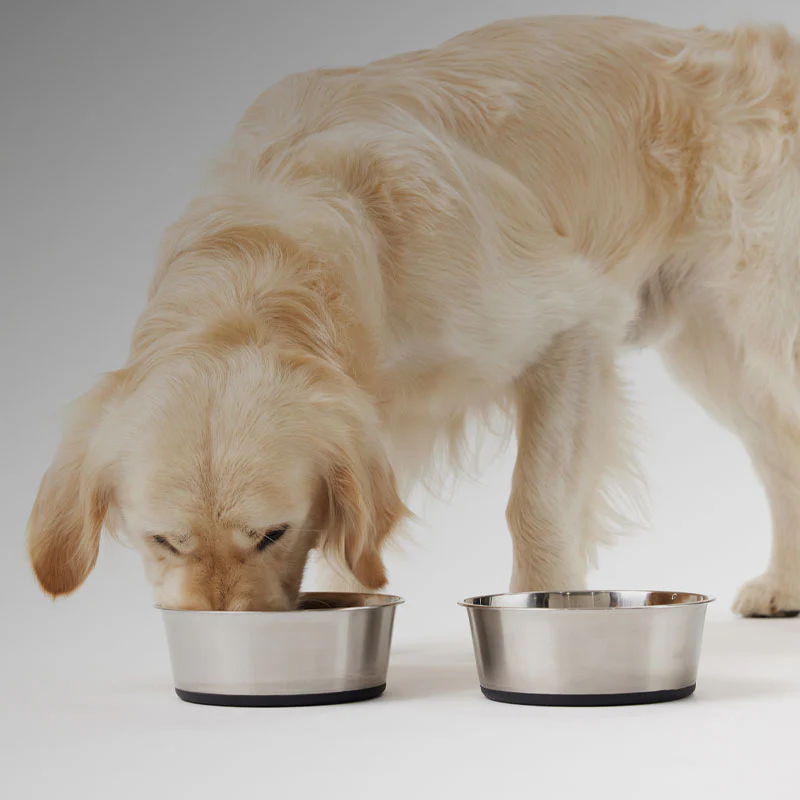 Dog training Osgood ID