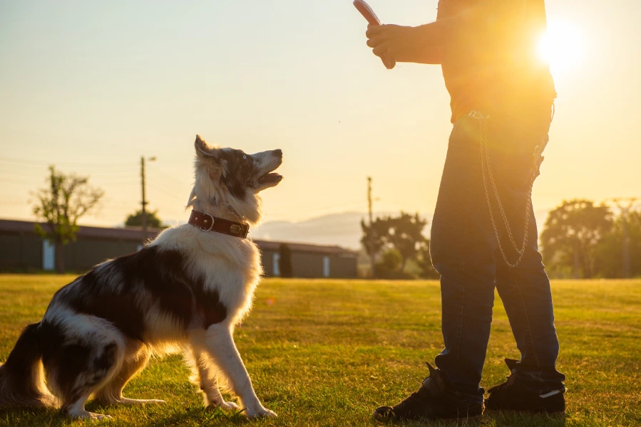 Dog Training Goshen ID