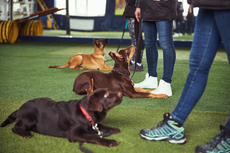 Dog Training Goshen near me ID