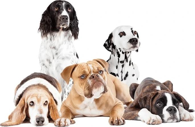 Idaho dog hotel near me