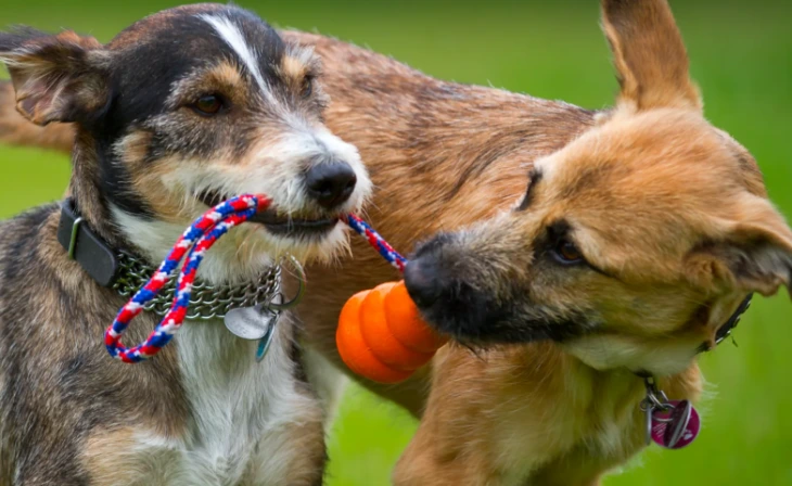Idaho dog hotel