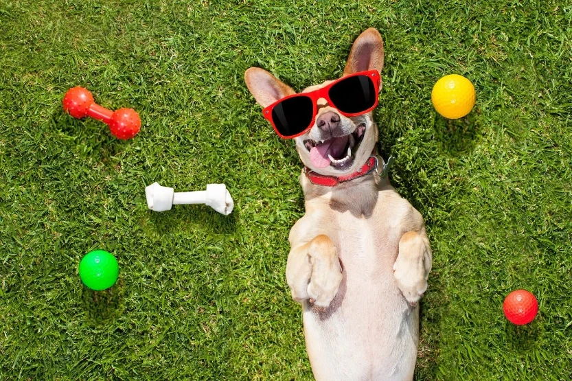 doggy daycare Goshen ID
