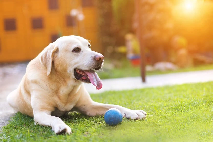 doggy daycare near me Goshen ID